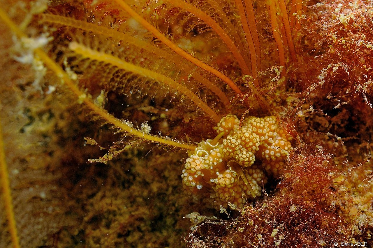 Doto-fragelis-Nemertesia-antennina Belle ile Basse Palais-15m-20160630-Denis-ADER-DSC_8286_tn.jpg